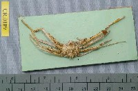 藏品(聖氏密刺蟹)的圖片